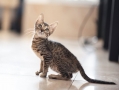Домашняя кошка - Фото: 1
