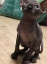 Продажа канадский сфинкс, 2500 ₪, Тель Авив
